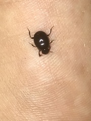 Ateuchus histeroides