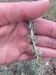 Artemisia carruthii