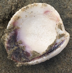 Veneridae