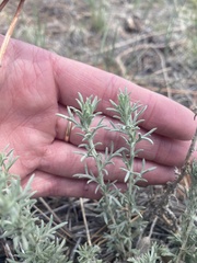 Artemisia carruthii