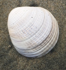 Veneridae