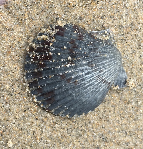 Argopecten ventricosus