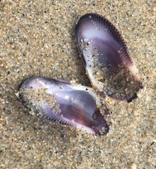 Donax gouldii