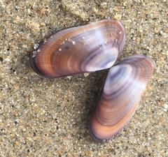 Donax gouldii
