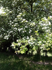 Crataegus