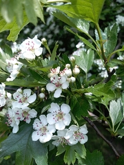 Crataegus