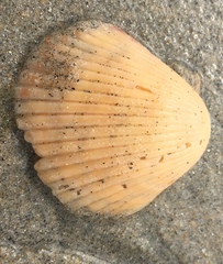 Bivalvia