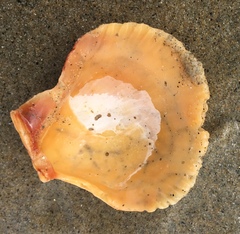 Bivalvia