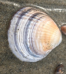Veneridae