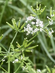Anthriscus cerefolium