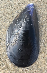Mytilus