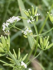 Anthriscus cerefolium