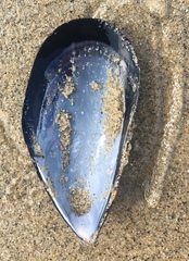 Mytilus