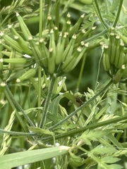 Anthriscus cerefolium