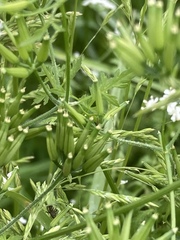 Anthriscus cerefolium