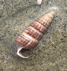 Cerithideopsis californica