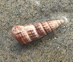 Cerithideopsis californica