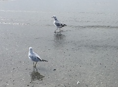 Larus delawarensis