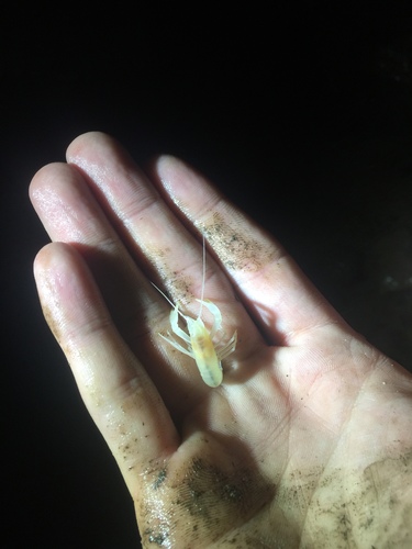 Orconectes australis