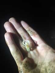 Orconectes australis