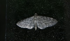 Eupithecia virgaureata