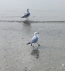 Larus delawarensis