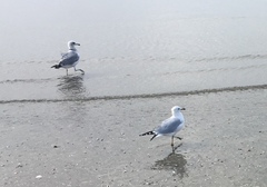 Larus delawarensis