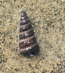 Cerithideopsis californica