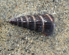 Cerithideopsis californica