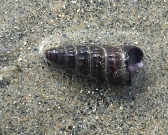 Cerithideopsis californica