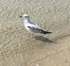 Larus delawarensis