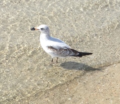 Larus delawarensis