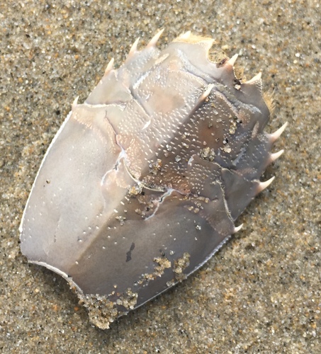 Blepharipoda occidentalis