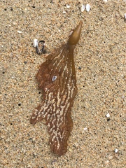 Macrocystis pyrifera