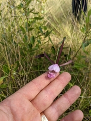 Cleistesiopsis