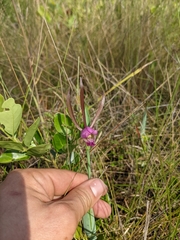 Cleistesiopsis