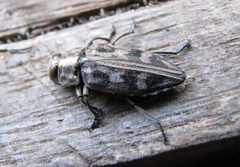 Chrysobothris acutipennis