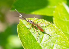 Mesostenus thoracicus