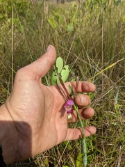 Cleistesiopsis divaricata