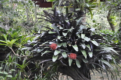 Aechmea fulgens