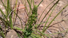 Brachycorythis macowaniana