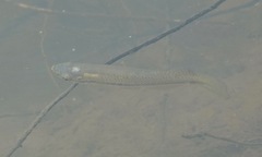 Fundulus olivaceus
