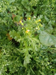 Senecio vulgaris