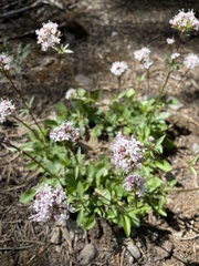Valeriana acutiloba