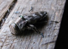 Chrysobothris acutipennis