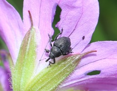 Zacladus geranii