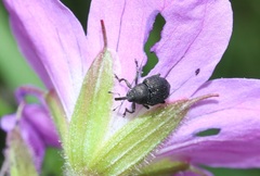 Zacladus geranii