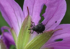 Zacladus geranii