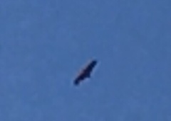 Haliaeetus albicilla