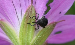 Zacladus geranii